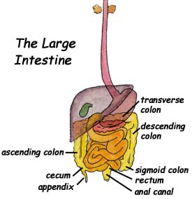 The Large Intestine