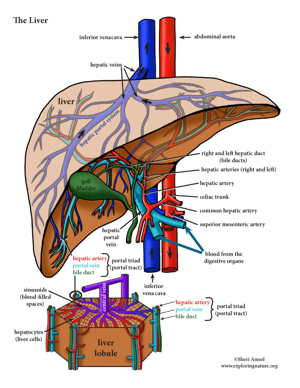 Liver Blood Flow Diagram