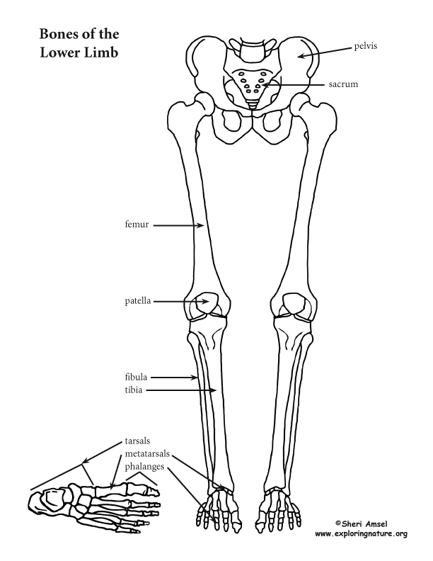 Lower Limb (Thigh, Leg and Foot)