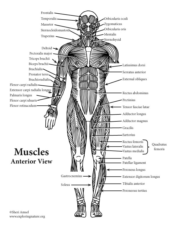 Male Anatomy Diagram Front View - Male Skeleton Internal ...