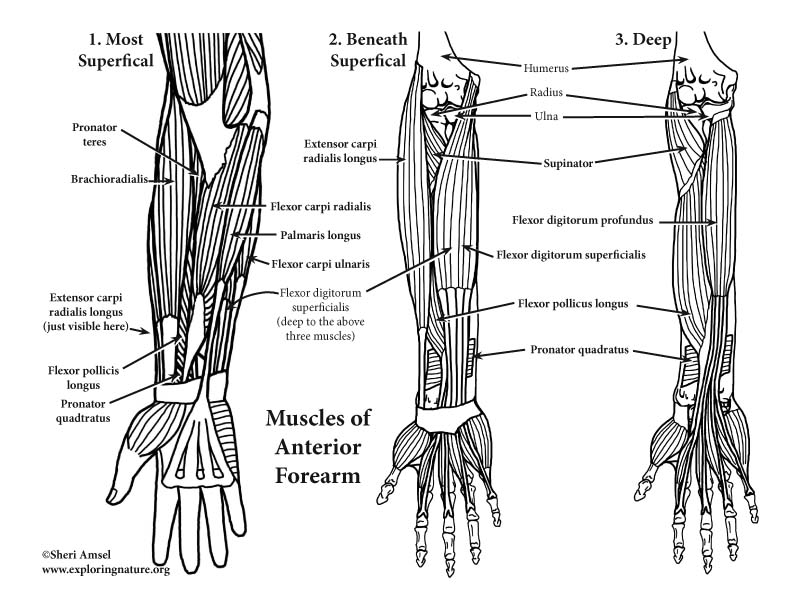 Arm and Forearm Muscles (Anterior View) (Advanced) balck ulna diagram 