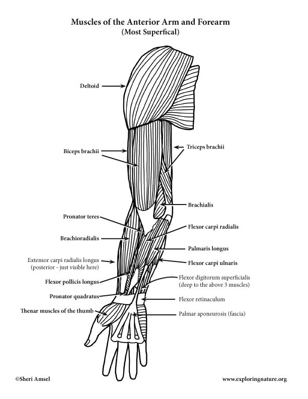 Muscles – Advanced Anatomy 2nd. Ed.