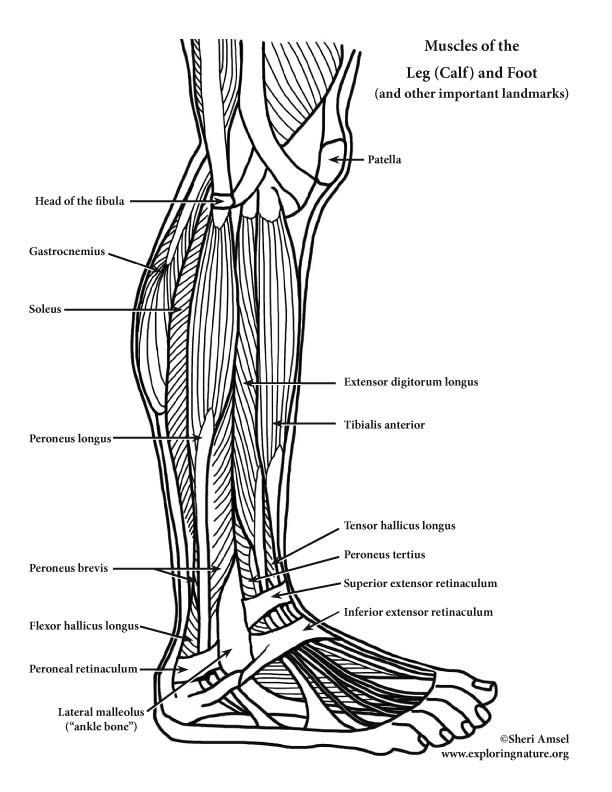 Muscles of the lower leg and foot