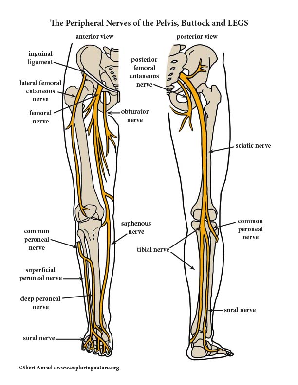 Nerves Of The Lower Limb Anatomy Nerve Anatomy Lower Limb Femoral Nerve 