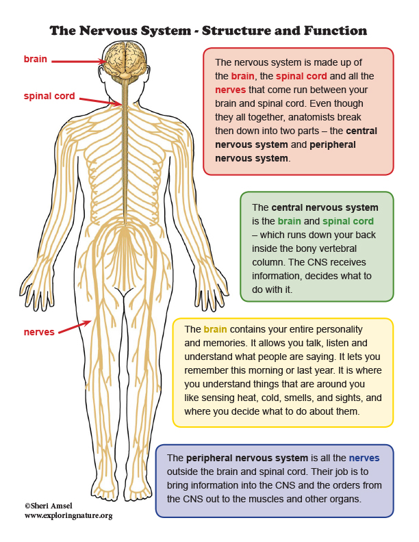 Nervous System Structure and Function MiniPoster