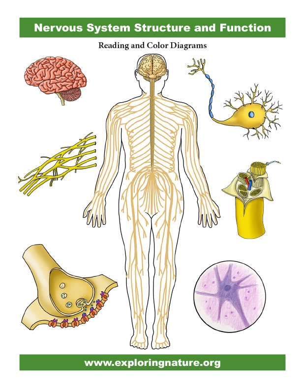 Nervous System Structure and Function with Activities - Complete ...