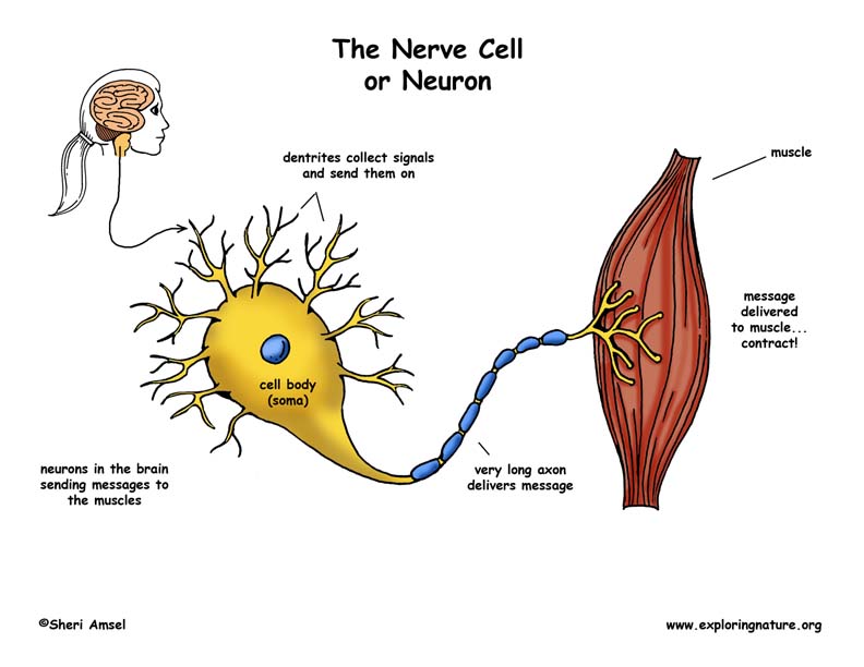 Nerve Cell Poster