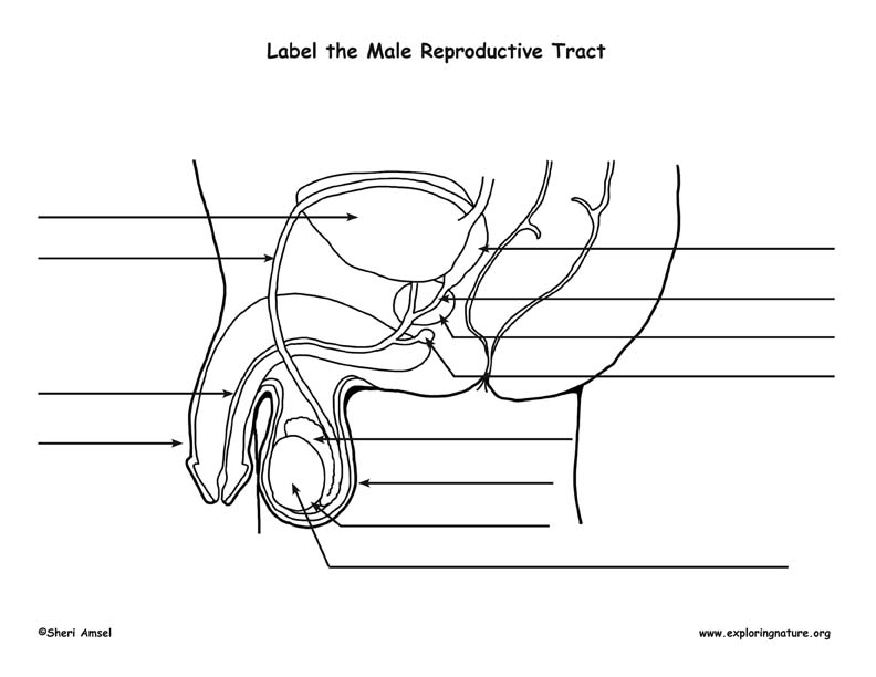 Male Reproductive System Diagram Quiz - Hanenhuusholli