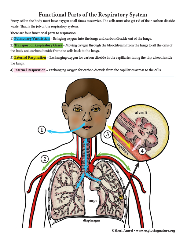 Parts Of The Upper Respiratory System