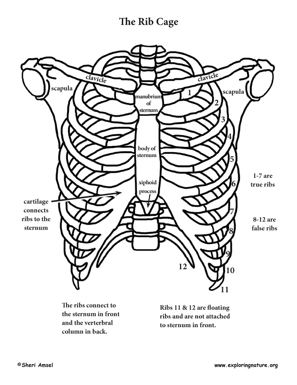 Muscles of the Pectoral Girdle & Upper Limbs: Structure, Movement &  Function - Lesson