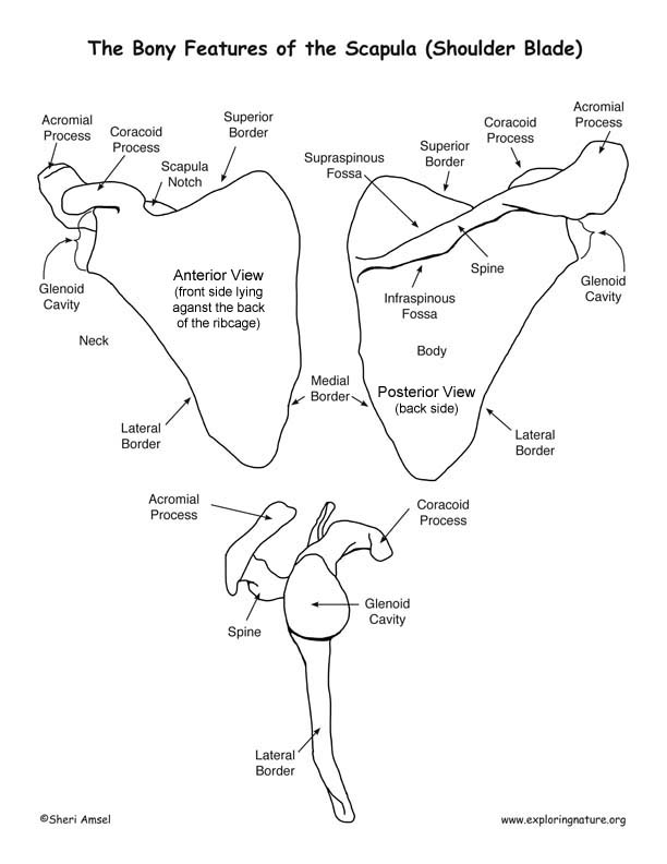 Scapula – Bony Features