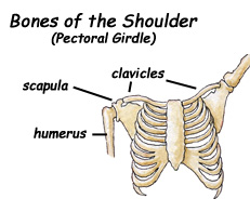 The Shoulder -- Exploring Nature Educational Resource