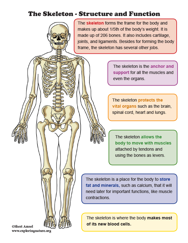 skeleton-structure-and-function-mini-poster