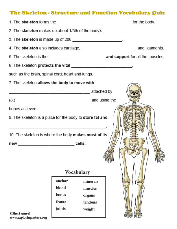 Skelatal System Structure Function Quiz 