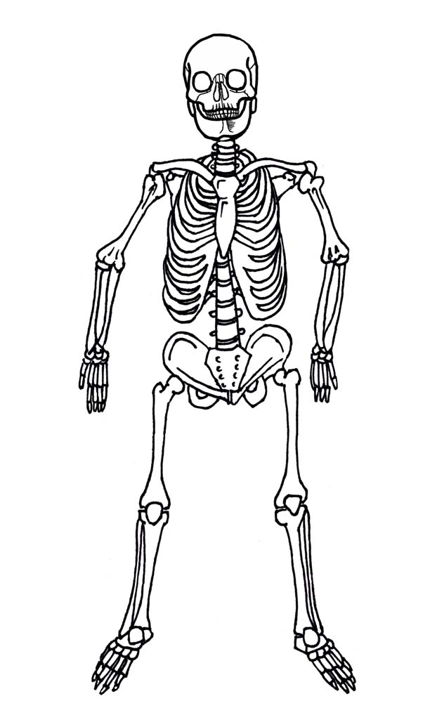 Скелет человека без подписей картинки