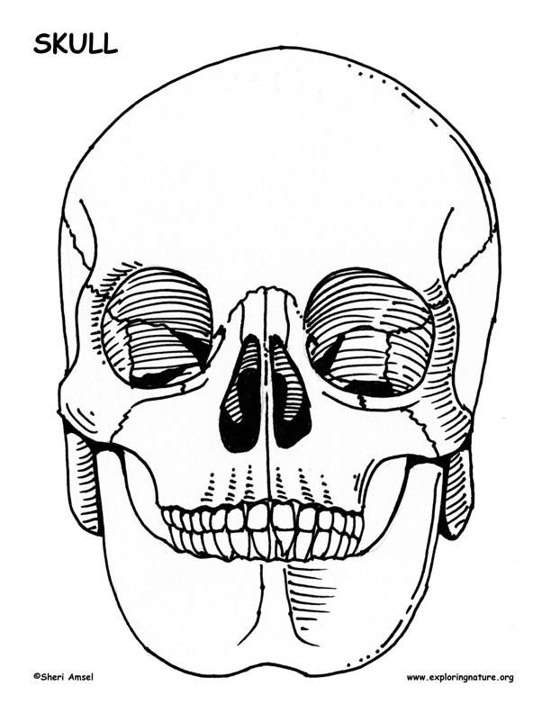 The Skull -- Exploring Nature Educational Resource