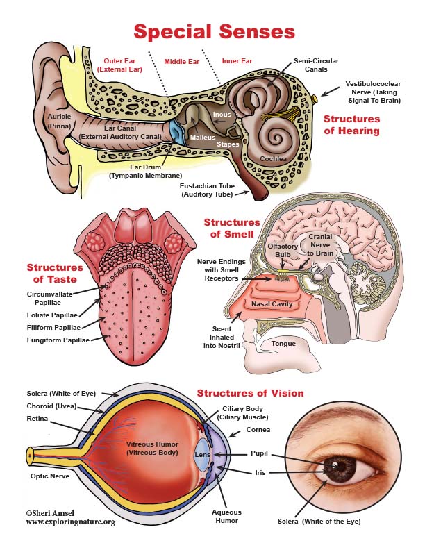 Special Senses Poster