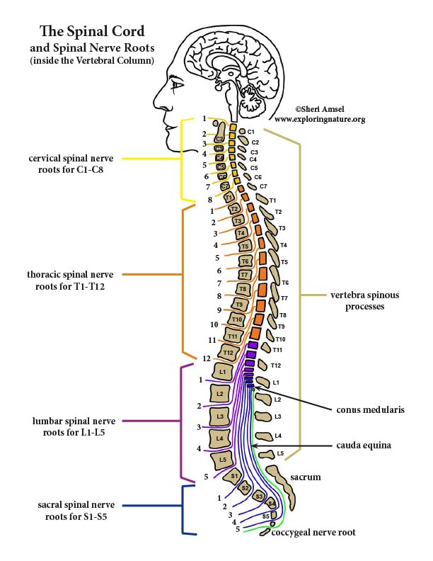 Nervous System Structures and Function (Advanced)