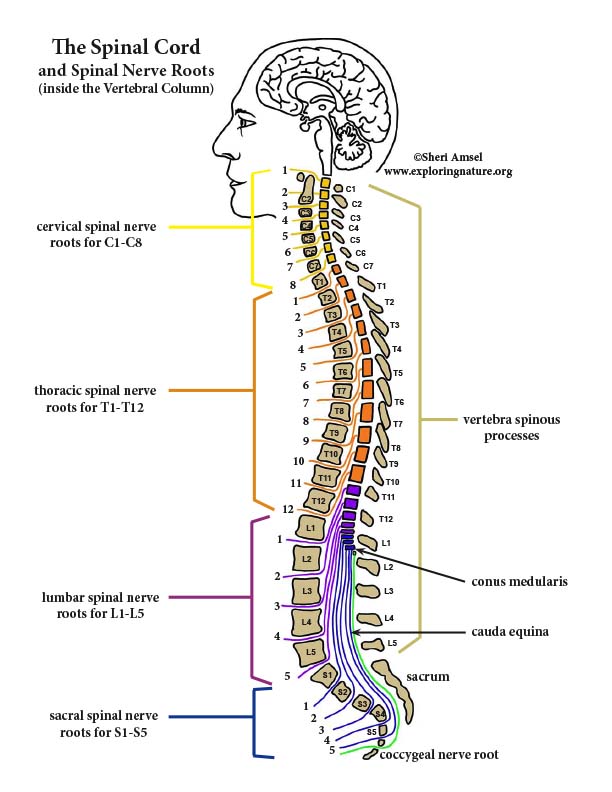 Spinal Cord and Spinal Nerve Roots - Diagram