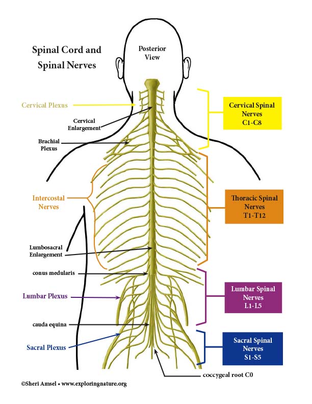 The Spinal Nerves Chart 20x26 Spinal Nerve Spinal Nerves Anatomy Porn Sex Picture