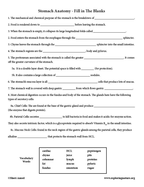 Stomach Anatomy - Short Answer Quiz (Advanced)