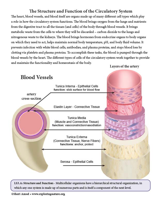 Structure And Function Of The Circulatory System