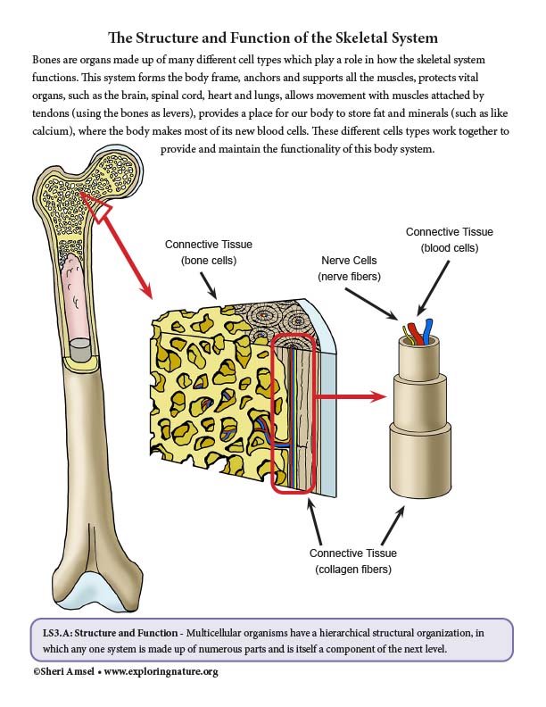 skeletal system function