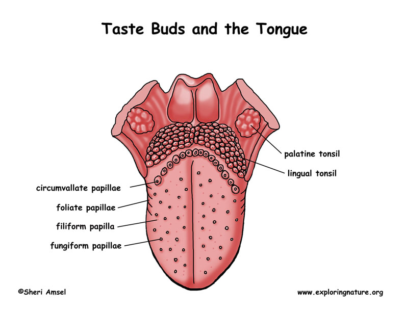 tongue anatomy diagram