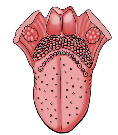 tongue taste coloring page
