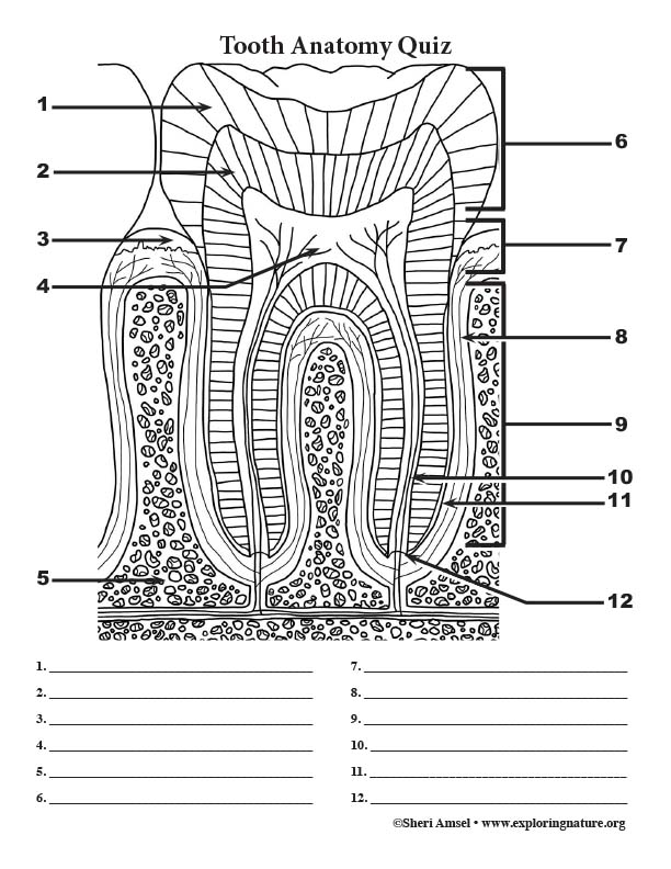 Tooth Anatomy Labeling Page Black and White