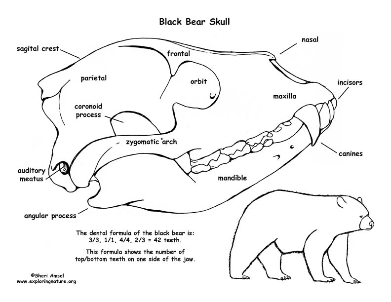Grizzly Bear Skeleton Diagram