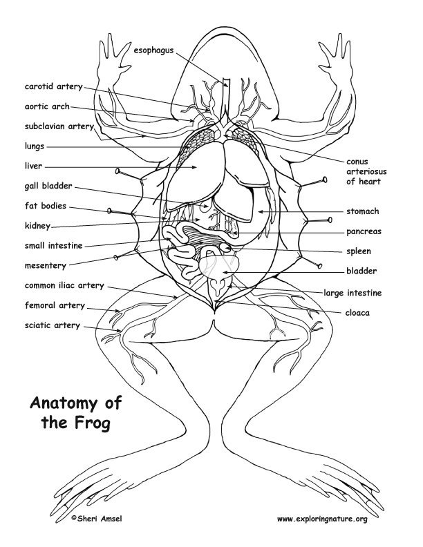 Frog Anatomy Labeled Anatomical Charts Posters