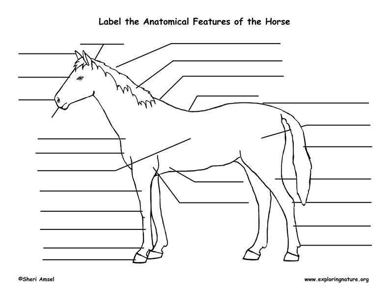 Horse -- Exploring Nature Educational Resource