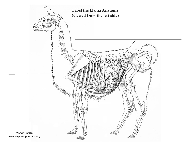 Human anatomy back view organs