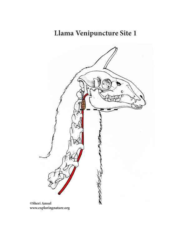 llama venipuncture site1