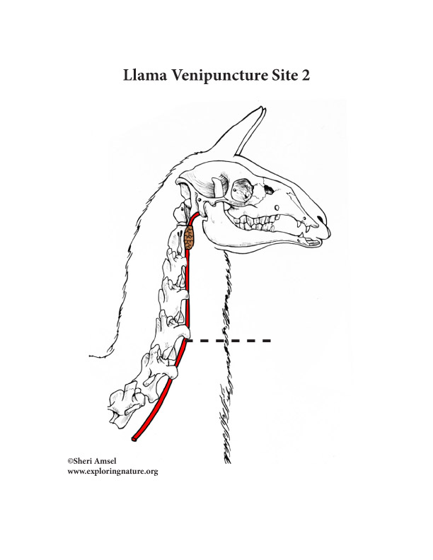 llama venipuncture site 2