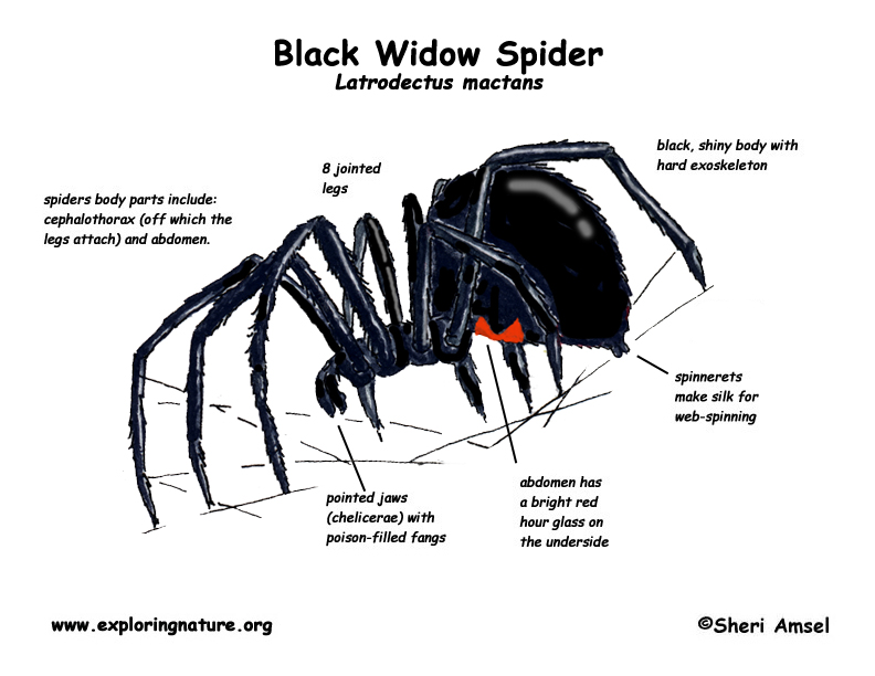 black widow spiders habitat