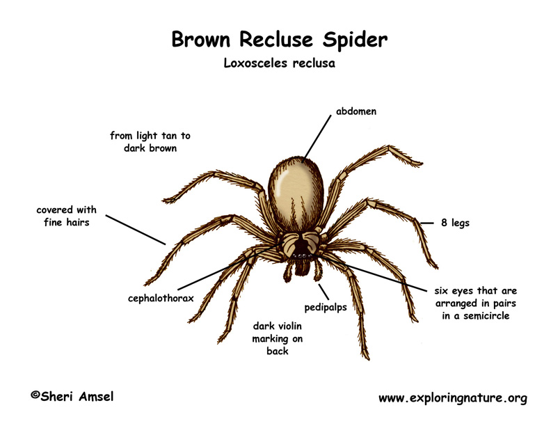 Recluse spider - Wikipedia
