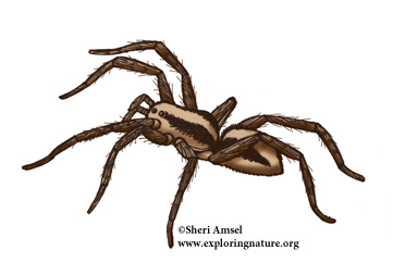WOLF SPIDER - Definição e sinônimos de wolf spider no dicionário inglês