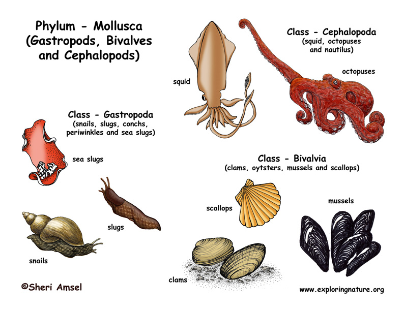 Phylum - Mollusca (Gastropods, Bivalves, Cephalopods)