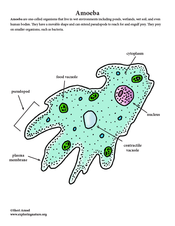 amoeba diagram labeled