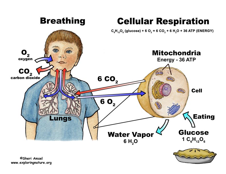 Cellular Respiration Diagram