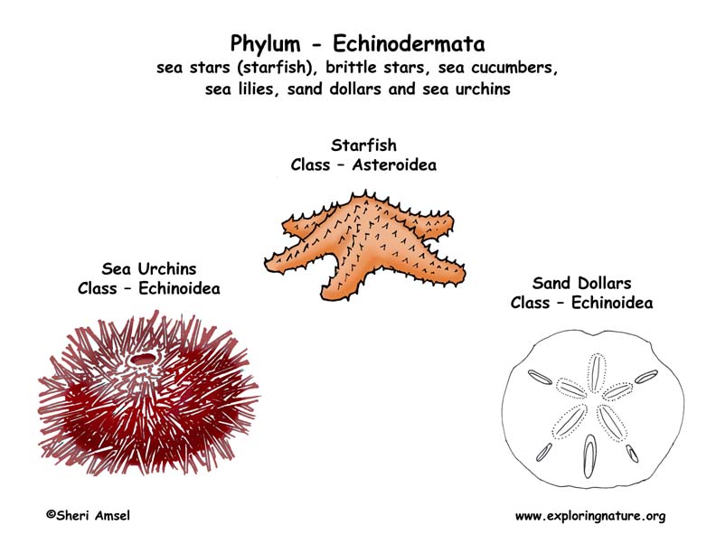 Phylum Echinodermata (starfish sea urchins sand dollars etc )