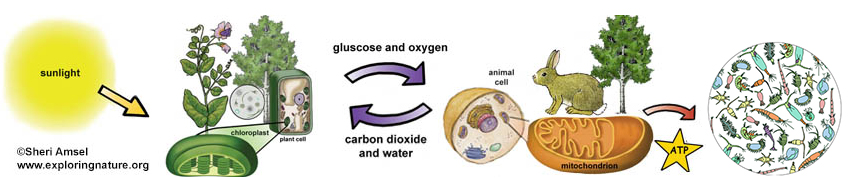 LS1.C: Organization For Matter And Energy Flow In Organisms (MS-LS1 ...