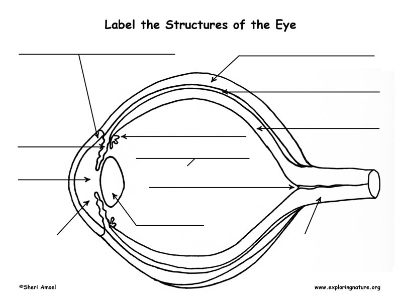 download eye structure for free