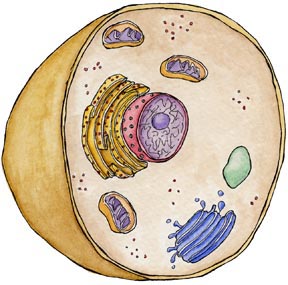 Cells - Analogy Matching Activity