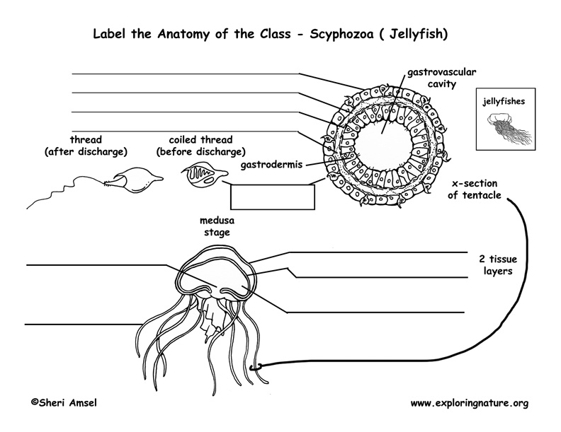 Dissection Of Jellyfish Parts Labeled