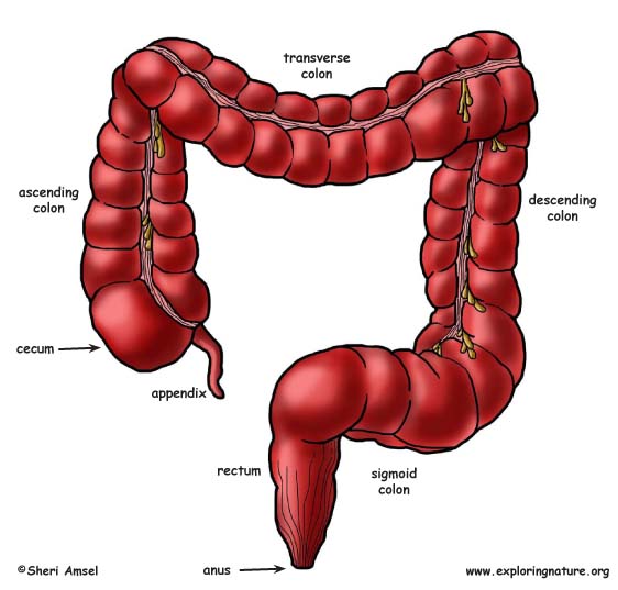 Large Intestine (Colon)