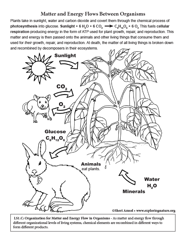 Matter and Energy Flows Between Organisms