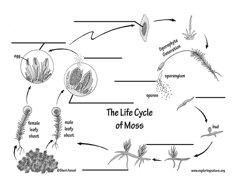 Moss Life Cycle Labeling Page